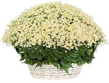 Цветочная композиция из Ромашки в корзине #REPLACE_PRED# Першутино